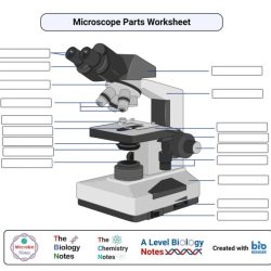 Microscope diagram labeled parts blank unlabeled timvandevall pdf