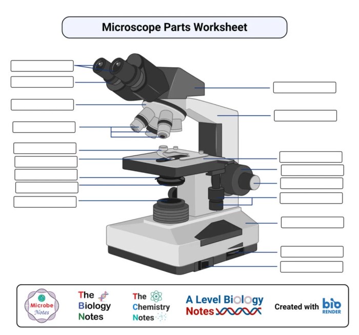 Microscope diagram labeled parts blank unlabeled timvandevall pdf