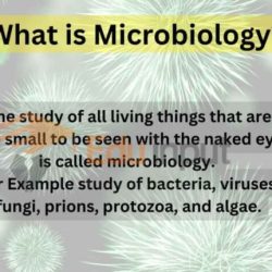 Lines on the antiquity of microbes