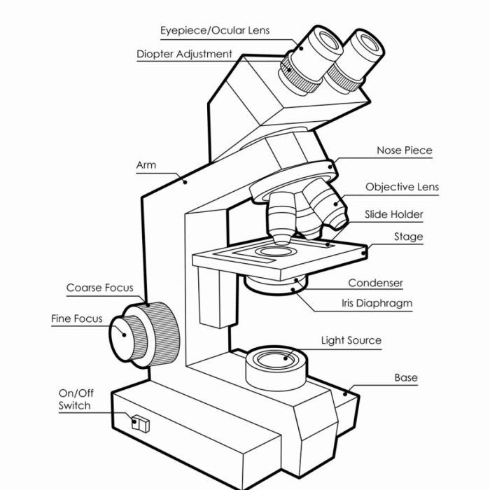 Color the parts of the microscope worksheet