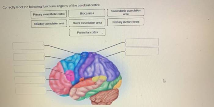 Correctly cerebral cortex