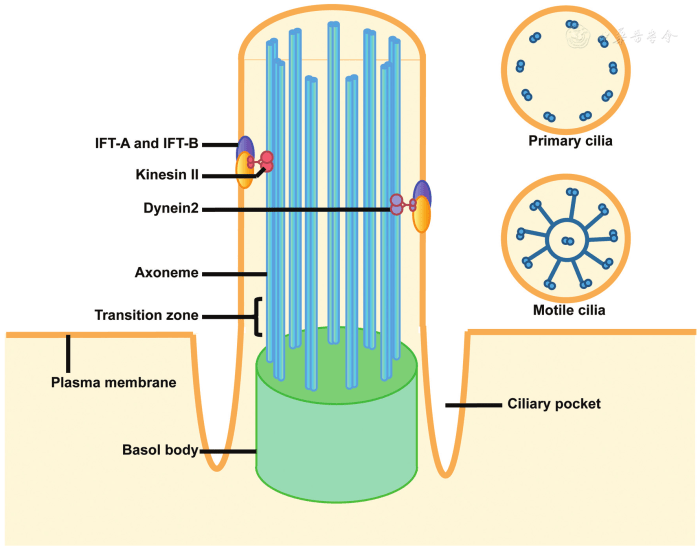 The arrows point to filaments that make up the .