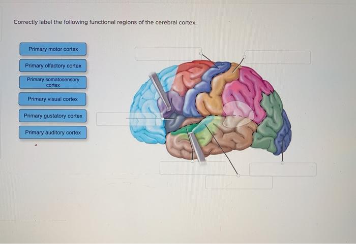 Correctly label the following functional regions of the cerebral cortex