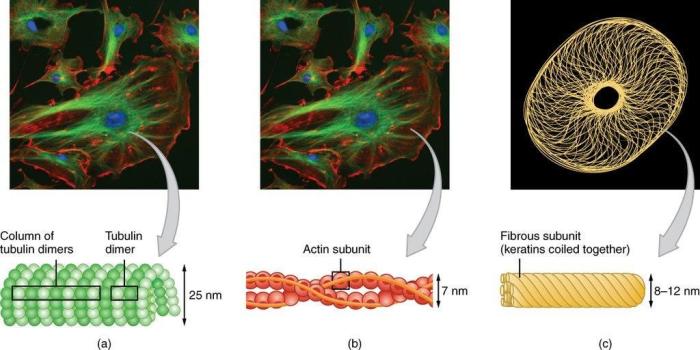 The arrows point to filaments that make up the .