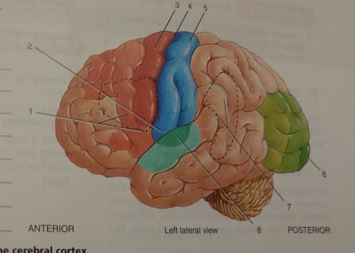 Functional cerebrum nervous cortex motor